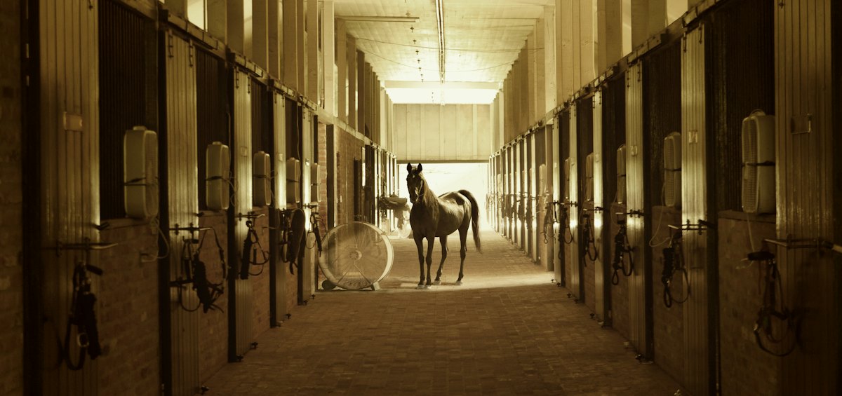 Horse standing between stables