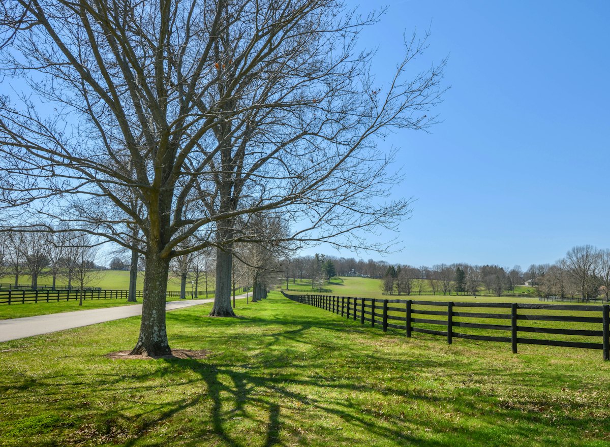 Tree-lined lane beside plank fencing